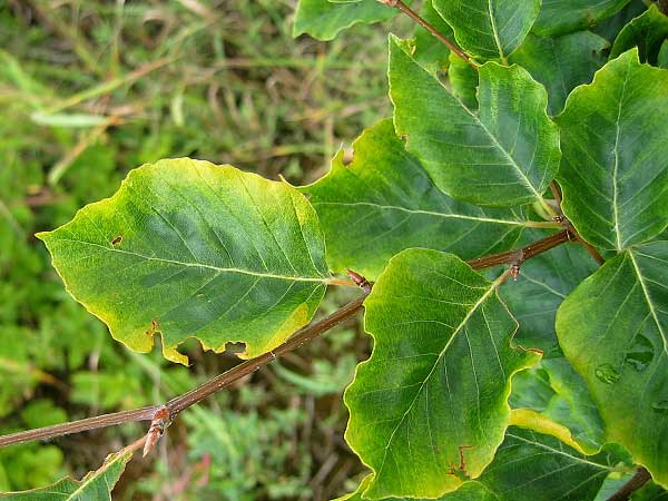 Fagus sylvatica 'Viridivariegata'  /Buk lesní/