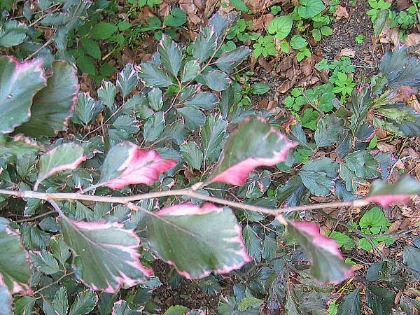 Fagus sylvatica 'Roseomarginata'  /Buk lesní/