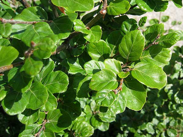 Fagus sylvatica 'Rotundifolia'  /Buk lesní/