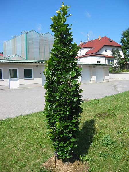 Fagus sylvatica 'Dawyck Gold'  /Buk lesní/