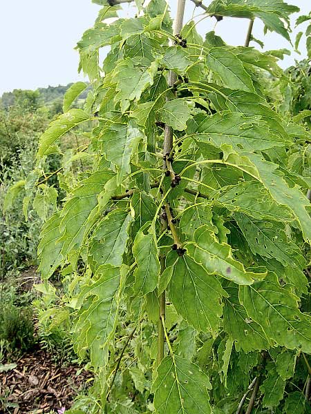 Fraxinus excelsior 'Monogyna Pendula' /Jasan ztepilý/