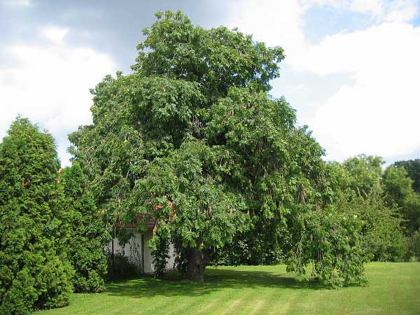 Fraxinus excelsior 'Pendula'  /Jasan ztepilý/