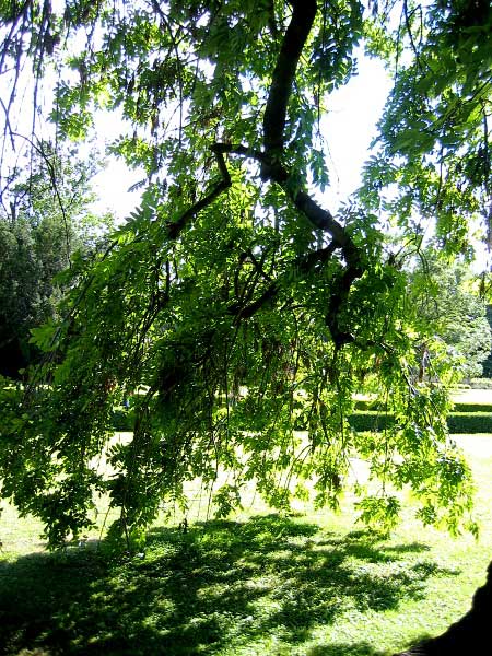 Fraxinus excelsior 'Pendula'  /Jasan ztepilý/