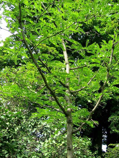 Gleditsia triacanthos /Dřezovec trojtrnný/