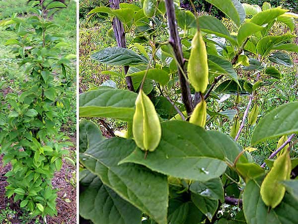 Halesia carolina /Halézie karolínská/