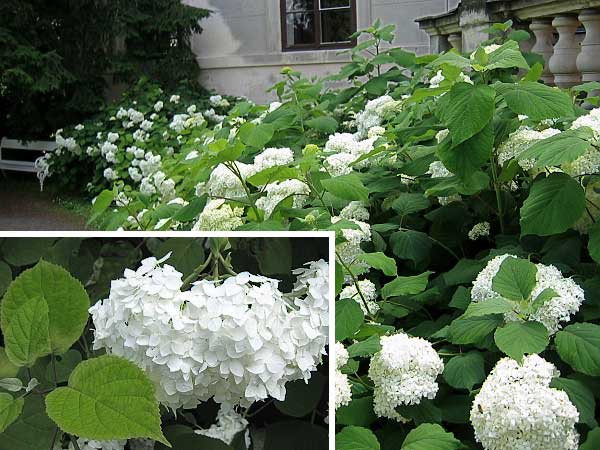 Hydrangea arborescens /Hortenzie stromečkovitá/