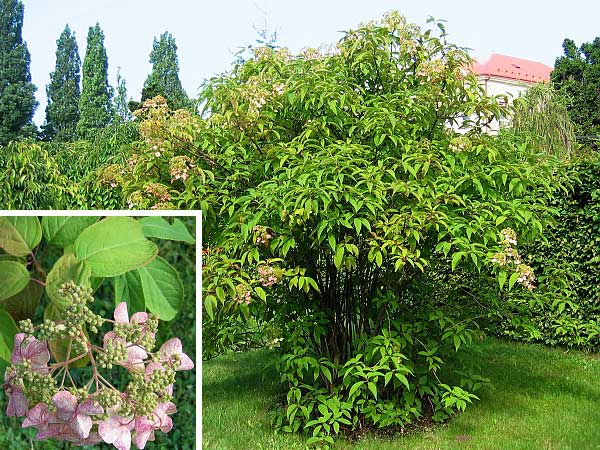 Hydrangea heteromalla 'Bretschneideri'  /Hortenzie kosmatá/