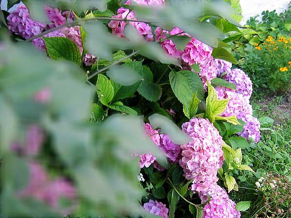 Hydrangea macrophylla /Hortenzie velkolistá/