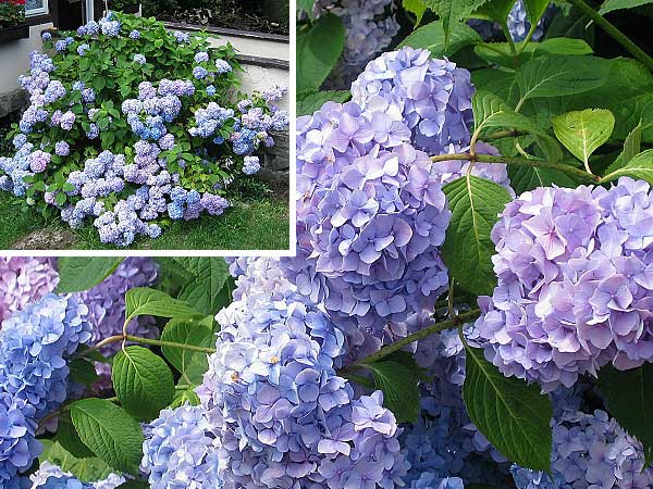 Hydrangea macrophylla /Hortenzie velkolistá/