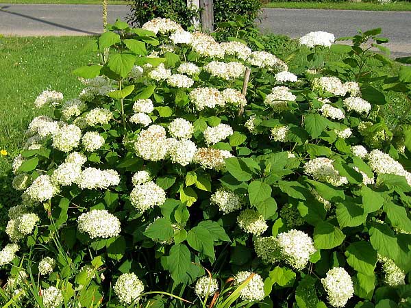 Hydrangea macrophylla /Hortenzie velkolistá/