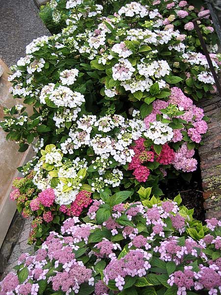 Hydrangea macrophylla /Hortenzie velkolistá/