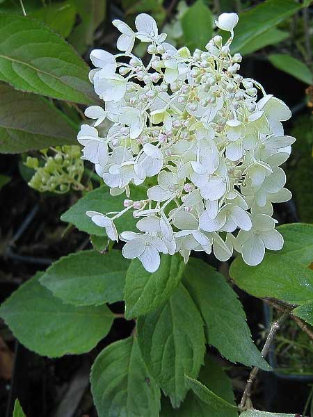 Hydrangea paniculata 'Limelight'  /Hortenzie latnatá/