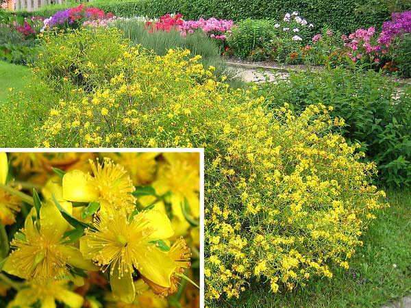 Hypericum kalmianum  /Třezalka tříkvětá/