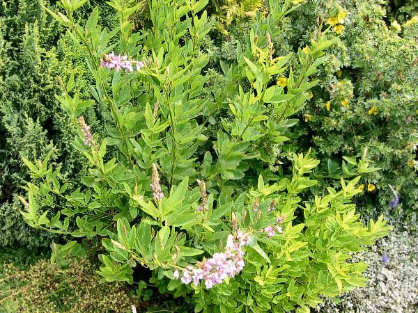 Lespedeza bicolor  /Lespedézie dvoubarevná/