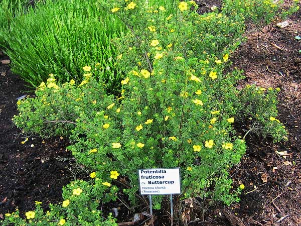 Potentilla fruticosa 'Buttercup'  /Mochna křovitá/