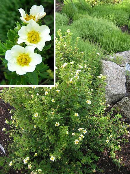 Potentilla fruticosa 'Walton Park'  /Mochna křovitá/