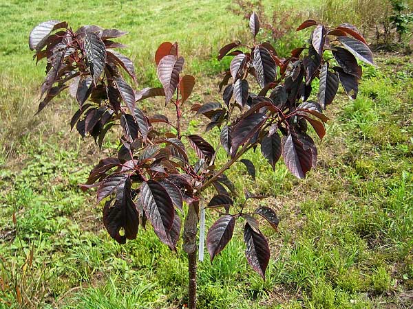 Prunus serrulata 'Royal Burgundi'  /Višeň pilovitá (sakura)/