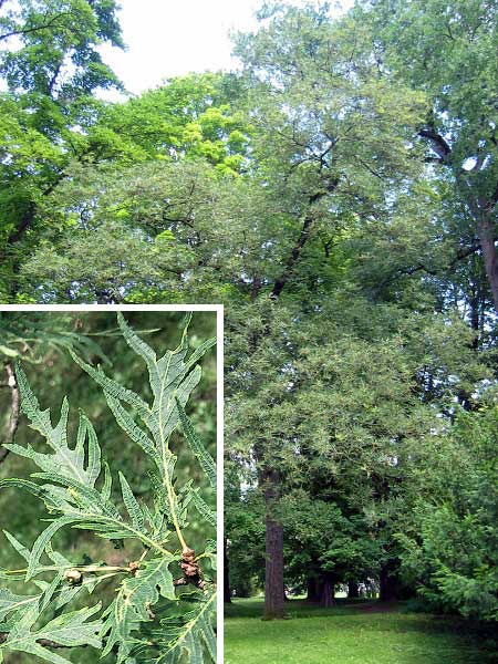 Quercus robur 'Filicifolia' /Dub letní /