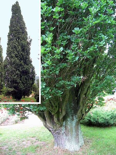 Quercus robur 'Fastigiata'  /Dub letní /