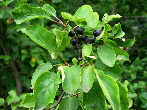 Rhamnus catharticus /Řešetlák počistivý/