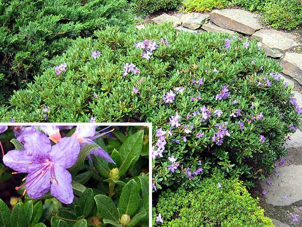 Rhododendron (?) 'Blue Woder' /Pěnišník/