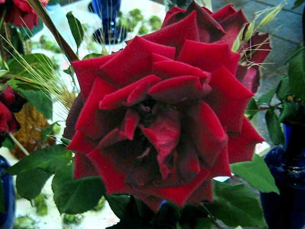 Rosa (?) 'Papa Meliand'  /Růže/
