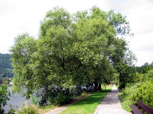 Salix alba /Vrba bílá/