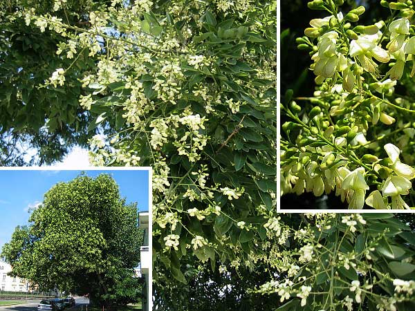 Sophora japonica  /Jerlín japonský/