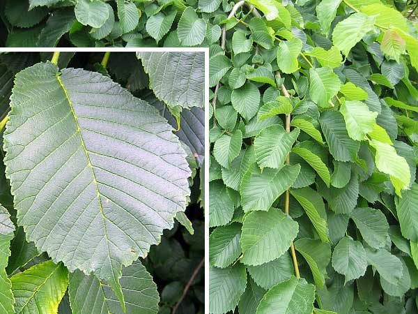 Ulmus glabra 'Pendula'  /Jilm lysý (horský)/