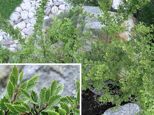 Ulmus parviflora 'Yatsabuca'  /Jilm čínský/