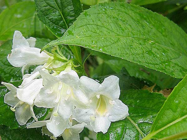 Weigelia florida 'Alba'  /Vajgelie květnatá/