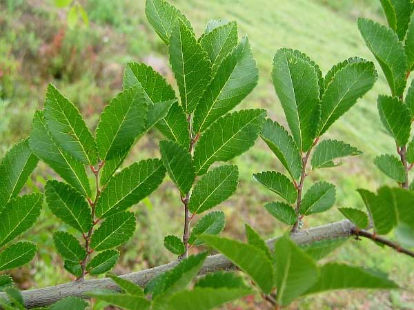 Zelkova serrata /Zelkova (Nejda) ostrolistá/