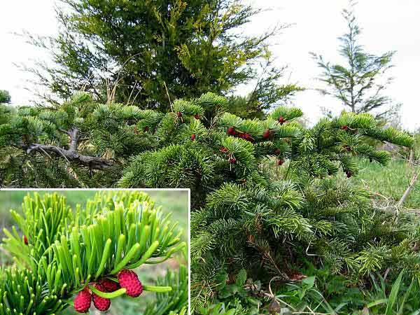 Abies amabilis 'Spreading Star' /Jedle líbezná/