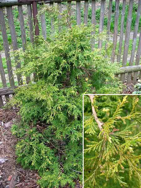 Chamaecyparis pisifera 'Plumosa Aureovariegata' /Cypřišek hrachonosný/