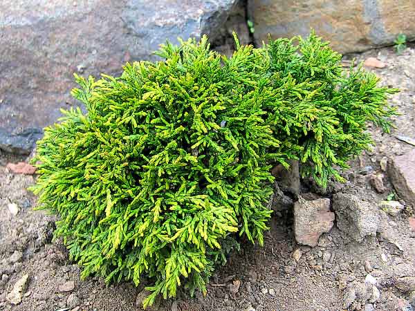 Chamaecyparis lawsoniana 'Green Globe' /Cypřišek Lawsonův/