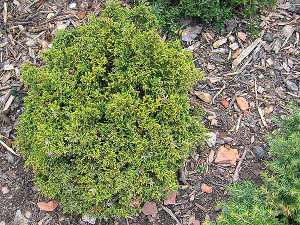 Chamaecyparis lawsoniana 'Tharandtensis Caesia' /Cypřišek Lawsonův/