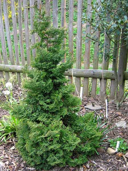 Chamaecyparis obtusa 'Ericoides' /Cypřišek tupolistý/