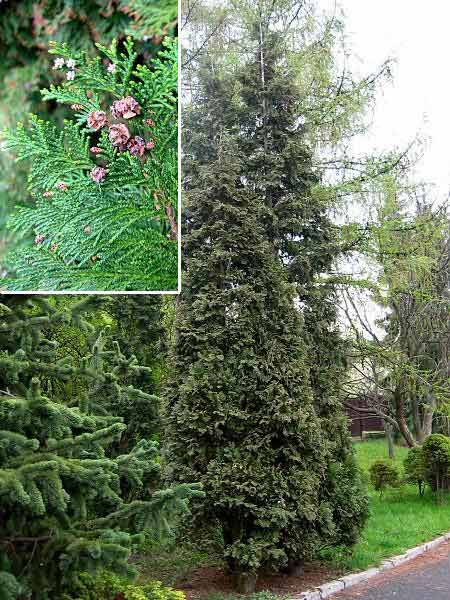 Chamaecyparis lawsoniana 'Alumii'  /Cypřišek Lawsonův/