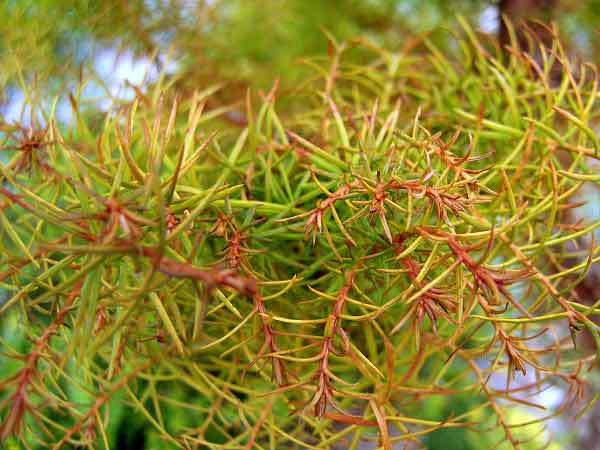 Cryptomeria japonica 'Yavara-sug' /Kryptomerie japonská/