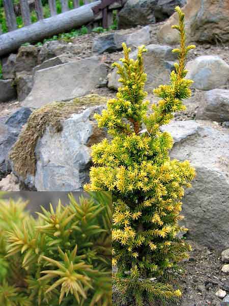 Cryptomeria japonica 'Compressa' /Kryptomerie japonská/