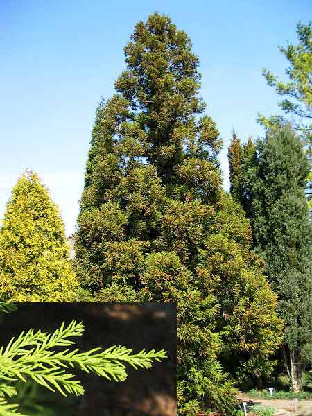 Cryptomeria japonica /Kryptomerie japonská/