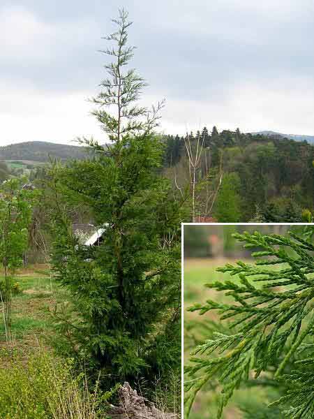 x Cupressocyparis leylandii  /Nutkacypřiš Leylandův/