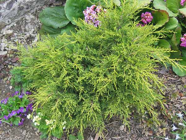 Juniperus chinensis 'Mordigan Aurea' /Jalovec čínský/