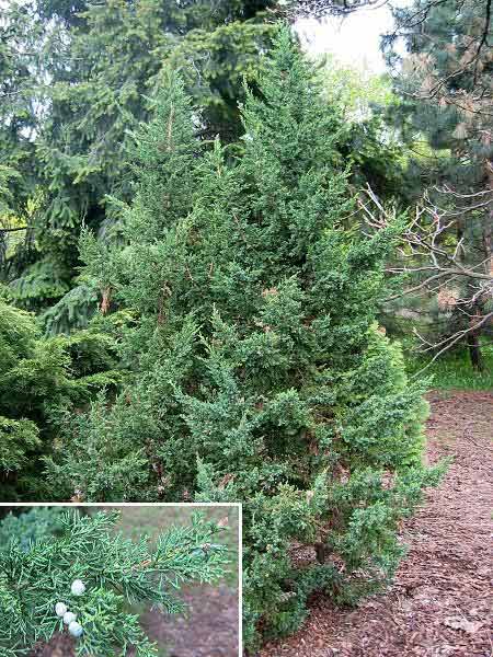 Juniperus communis 'Sentinel' /Jalovec obecný/