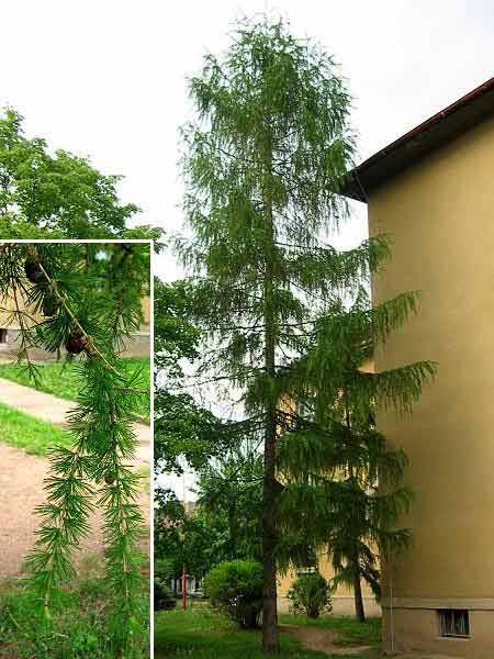 Larix decidua  /Modřín opadavý/