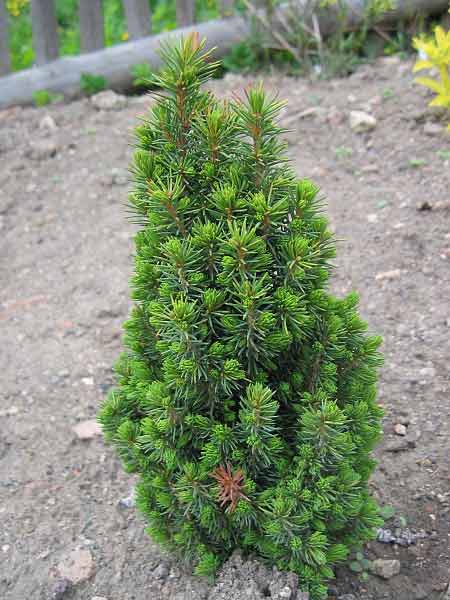 Picea glauca 'Picolo' /Smrk bílý/