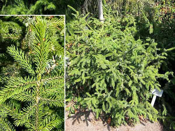 Picea omorika 'Compacta' /Smrk omorika/