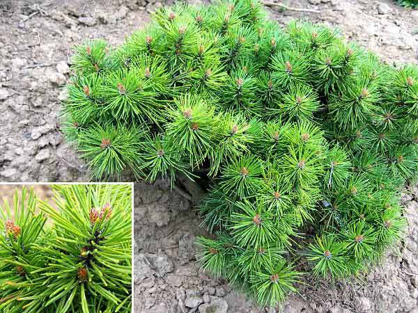 Pinus mugo 'Hesse' /Borovice kleč/