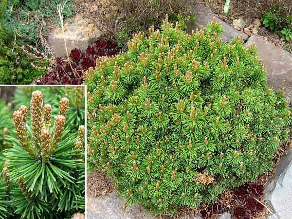 Pinus mugo 'Mini Mops' /Borovice kleč/