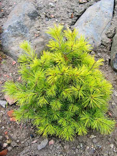 Pinus parviflora 'var.himekomatsu' /Borovice drobnokvětá/
